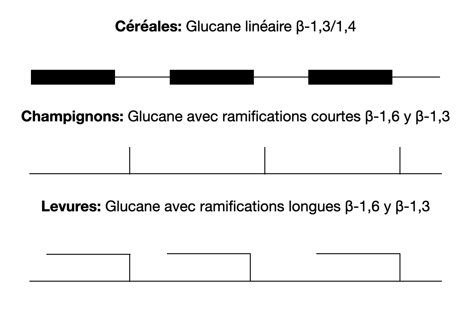 structure des bêta-glucanes d'avoine champignons levure système immunitaire cholestérol